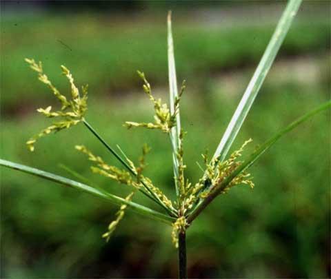 Εικόνα 1.21. Cyperus spp. 1.10.5. Αγριοβρώμη (Avena spp. Οικογένεια Poaceae) Ο πολλαπλασιασμός της αγριοβρώμης γίνεται με σπόρο.