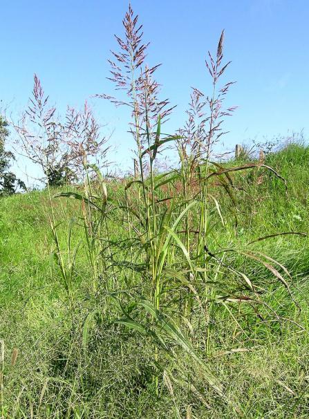 Cynodon dactylon 1.10.7. Βέλιουρας (Sorghum halepense Οικογένεια Poaceae) Ο βέλιουρας είναι πολυετές ζιζάνιο. Πολλαπλασιάζεται με σπόρο και ριζώματα.