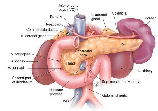 2. ANATOMIA ΠΑΓΚΡΕΑΤΟΣ Διαθέτει εξωκρινή μοίρα, εξ ού και θεωρείται ο σημαντικότερος πεπτικός αδένας και ενδοκρινή μοίρα (τα νησίδια Langerhans).