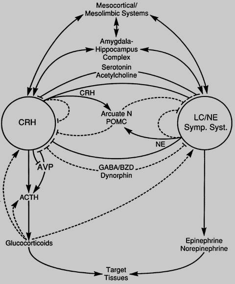 Κεφάλαιο Ι. Εισαγωγή στο στρες Εικόνα 1.4 Απλοποιημένη αναπαράσταση των κεντρικών και περιφερειακών στοιχείων του συστήματος του στρες (Chrousos & Gold, 1992).