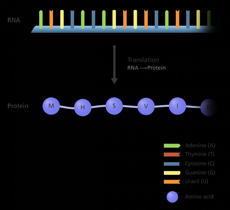 Γενετικόσ Κώδικασ o Τπάρχουν οριςμζνα γονίδια, για τα οποία το τελικό προϊόν είναι ζνα μόριο RNA (rrna) o τισ περιςςότερεσ περιπτϊςεισ, όμωσ, προκφπτουν μόρια mrna και θ γενετικι πλθροφορία πρζπει με