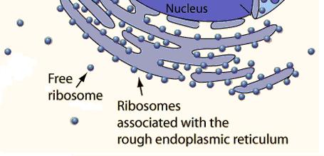 Ριβόςωμα o Σα ριβοςϊματα τοπολογικά ςτο κφτταρο μπορεί να βρεκοφν είτε προςδεδεμζνα ςτισ μεμβράνεσ του κοκκιϊδουσ ενδοπλαςματικοφ δικτφου (ΕΔ) είτε ελεφκερα ςτο κυτταρόπλαςμα o τα ριβοςϊματα του ΕΔ