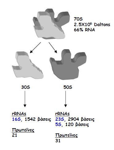 Ριβόςωμα o Προκαρυωτικό Ριβόςωμα: Μικρι