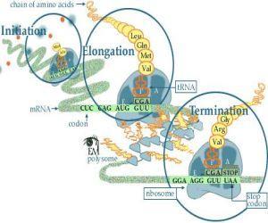 Πρωτεϊνοςφνθεςη o Η πρωτεϊνοςφνκεςθ χωρίηεται ςε τρία ςτάδια, κοινά για όλουσ τουσ