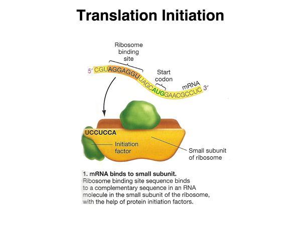 Ζναρξη o Οι δεςμοί μεταξφ του ριβοςωμικοφ RNA και του mrna