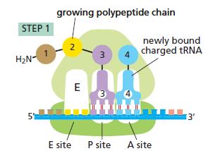 Επιμήκυνςη Δζςμευςθ trna o Ζνα trna που φζρει το επόμενο αμινοξφ ςτθν αλυςίδα, δεςμεφεται ςτθ ριβοςωμικι κζςθ Α μζςω ςφνδεςθσ