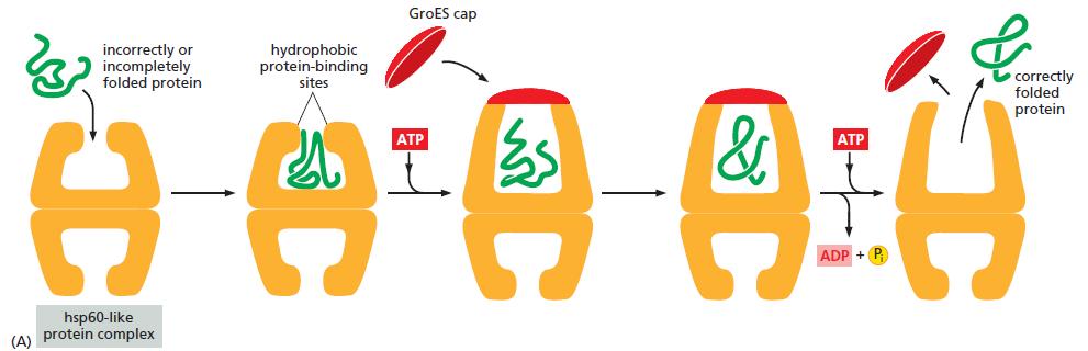 Αναδίπλωςη Πρωτεϊνών o Η Hsp60: χθματίηει μία μεγάλθ βαρελοειδι δομι που επιδρά ςτθν πρωτεΐνθ αφοφ ζχει