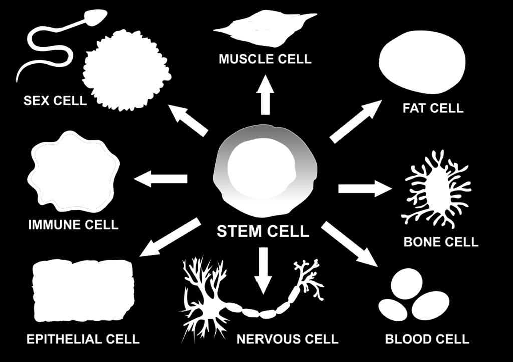 Ρφθμιςη Γονιδιακήσ Ζκφραςησ o Οι διαφορετικοί τφποι κυττάρων ςε ζναν πολυκφτταρο οργανιςμό διαφζρουν πολφ τόςο ςε δομι όςο και ςε λειτουργία o Όταν τα