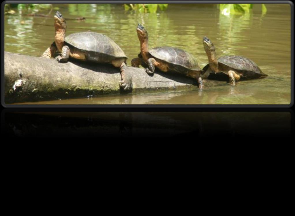 Εθνικό Πάρκο Tortuguero Η ζώνη που προστατεύει το Εθνικό Πάρκο Tortuguero -το όνομα του οποίου σημαίνει «καταφύγιο χελωνών»- ήταν ένα αρχιπέλαγος ηφαιστειακών νησιών, μέχρι που ιζήματα από την