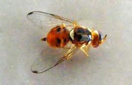 1.1.3 Μορφολογικά χαρακτηριστικά του Bactrocera oleae Το ενήλικο του δάκου της ελιάς ομοιάζει σχεδόν με την οικιακή μύγα (Εικόνα 1).