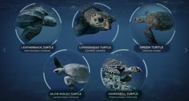 Λιμάνι του Acu (Port of Acu) Προστασία των θαλάσσιων χελωνών Το λιμάνι του Acu βρίσκεται σε μια περιοχή φωλιάσματος χελωνών προτεραιότητας και δεσμεύεται για την προστασία αυτών των ειδών,