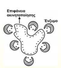 Α) Προσρόφηση Β) Εγκλεισμός Γ) Ομοιοπολική σύνδεση Δ) Σύνδεση συγγένειας Εικόνα 21. Σχηματική αναπαράσταση των σημαντικότερων μεθόδων ακινητοποίησης βιομορίων.