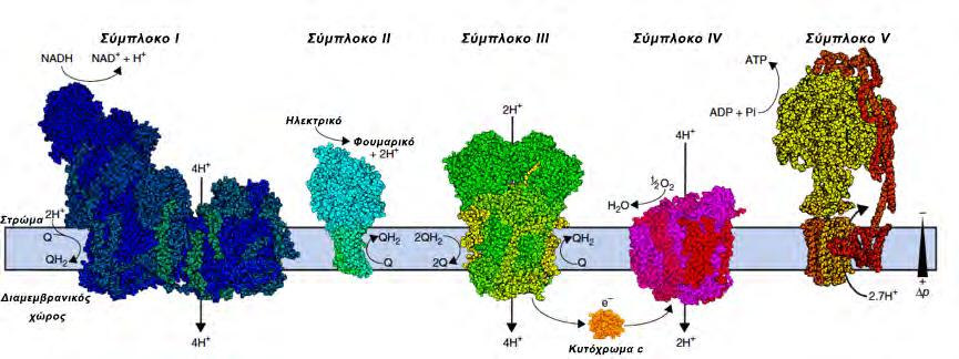 Εικόνα 4: Η οξειδωτική φωσφορυλίωση (OXPHOS) (απο Letts et al 2017) Συναρμογή των συμπλόκων της οξειδωτικής φωσφορυλίωσης Μελέτες στο ζυμομύκητα S.