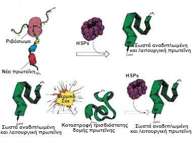 μεταφορά πρωτεϊνών στα σωστά υποκυτταρικά διαμερίσματα και συμμετέχουν στην συναρμολόγηση πρωτεϊνικών συμπλόκων (Li & Srivastava 2003).