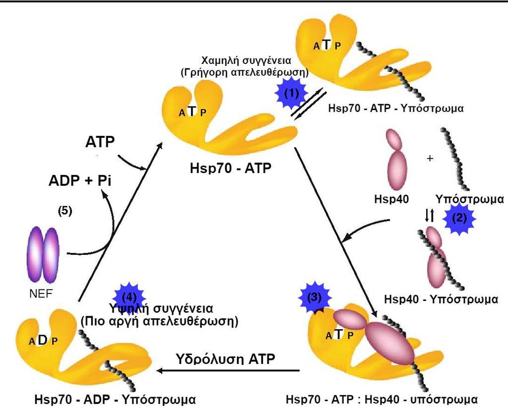 συνδεδεμένης με ADP Hsp70 και προάγει την ανταλλαγή ADP σε ΑΤΡ. Ο NEF απομακρύνεται και η πρωτεΐνη υπόστρωμα απελευθερώνεται από την από την ΑΤΡ Hsp70.