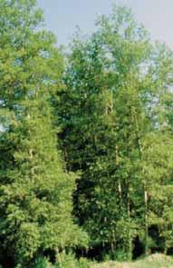 Στον Τομέα Δασικής Παραγωγής - Προστασίας Δασών - Φυσικού Περιβάλλοντος εντάσσονται τα εργαστήρια:
