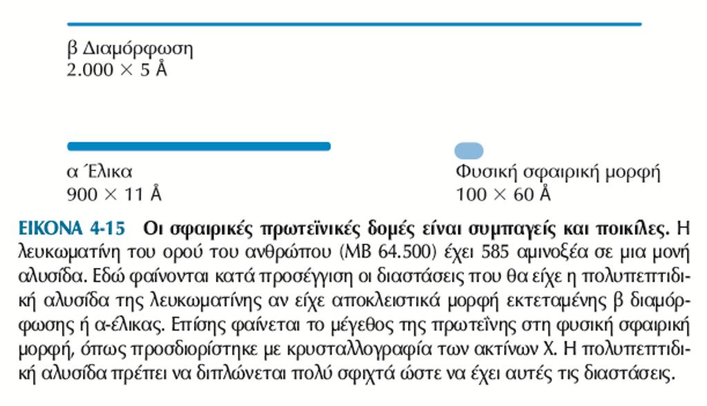 Σφαιρικές πρωτεΐνες Διαφορετικά τμήματα μίας πολυπεπτιδικής αλυσίδας