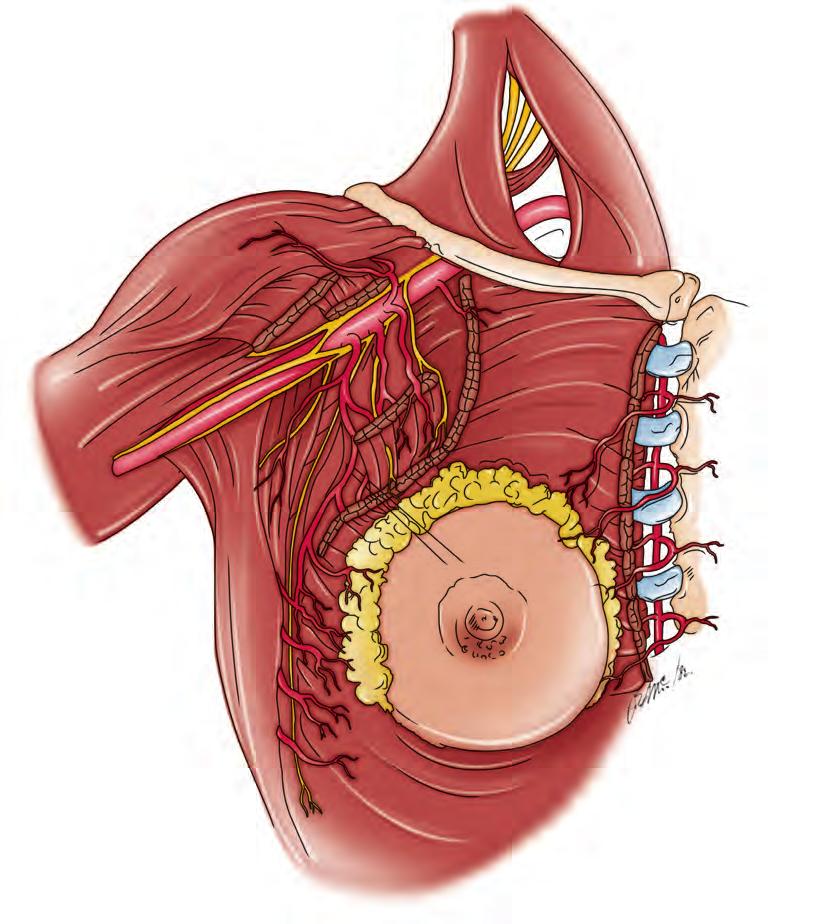 ΕΙΚΟΝΑ 2-4 ΑΡΤΗΡΙΕΣ, ΦΛΕΒΕΣ ΚΑΙ ΝΕΥΡΑ ΤΟΥ ΜΑΣΤΟΥ Έξω θωρακική Υποπλάτια Μέσο Θωρακικοί κλάδοι της ακρωμιοθωρακικής ς Ακρωμιοθωρακική Μασχαλιαία Ελάσσων