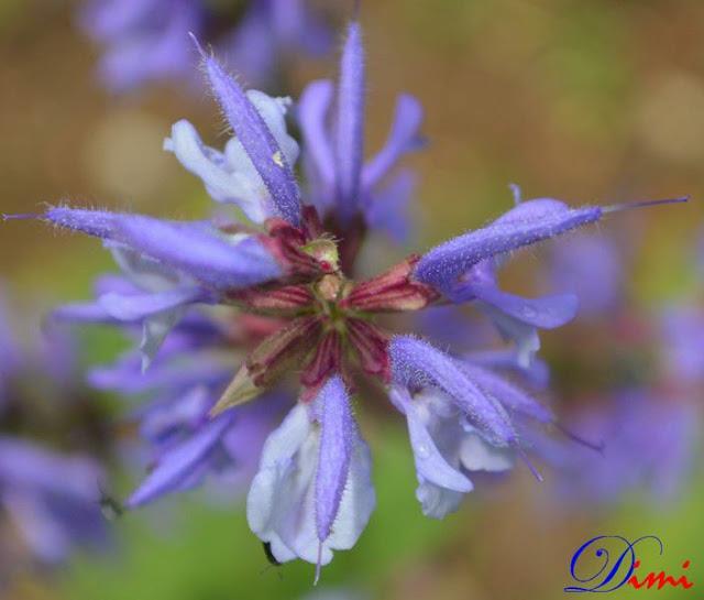 2. Salvia pratensis L. (Σάλβια των Λιβαδιών) (Εικόνα 3).