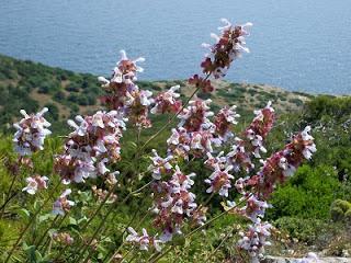 Εικόνα 3: Salvia pratensis L.