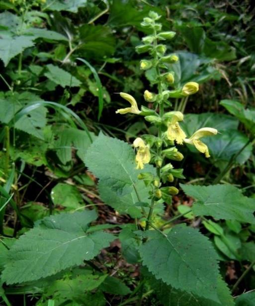 L. 3. Salvia canditissima Vahl (Σάλβια των Λιβαδιών) (Εικόνα