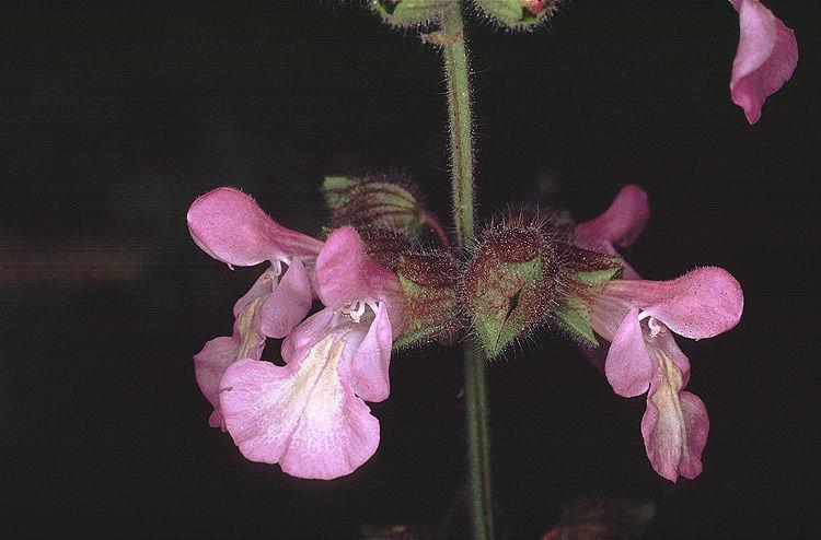 4. Salvia glutinosa L.(Σαλβια η γλουτινώδης)(εικόνα 5). Βρίσκεται σε όλη την Ελλάδα, είναι πολυετές και κολλώδες φυτό. Αναπτύσσεται σε σκιερές δασικές εκτάσεις (Κουτσός, 2006). 5. Salvia pinata L.