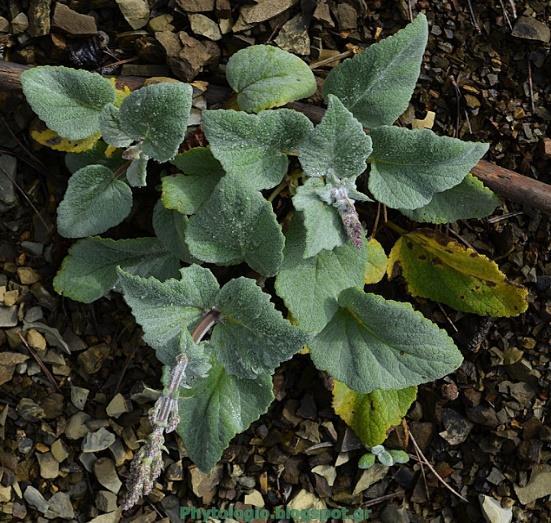 9. Salvia nemerosa L. (Σάλβια η δασική) (Εικόνα 11).