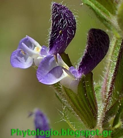 Εικόνα 7: Salvia argentea L Εικόνα 8: Salvia argentea L Εικόνα 9: