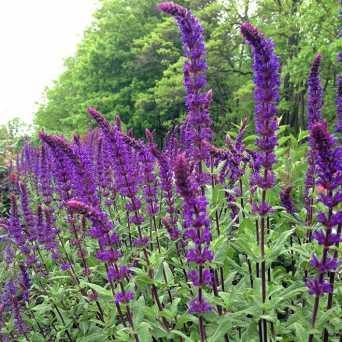 Salvia verbenacea L. (Σάλβια η βερμπενοειδής) (Εικόνα 12).