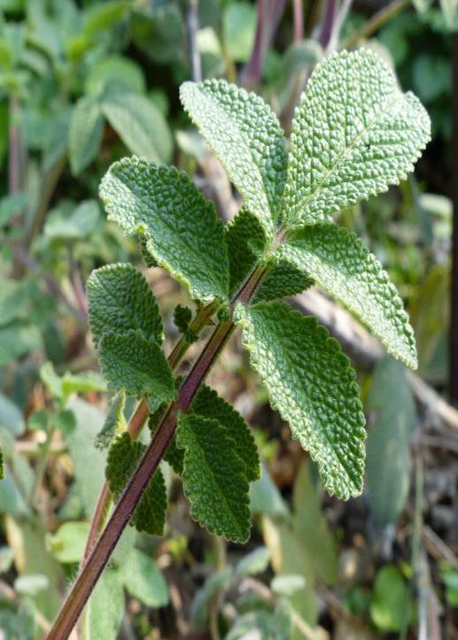 . Εικόνα 11: Salvia nemerosa L Εικόνα 12:Salvia verbenacea L. 11.Salvia sclarea L (Εικόνα 13).