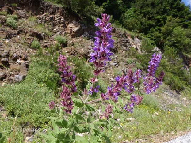 Αυτόφυεται σε όλη την Ελλάδα σε λιβάδια, βραχώδη εδάφη και ασβεστολιθικούς βράχους.