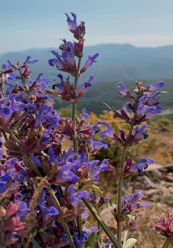 A2. To Ελληνικό φασκόμηλο (Salvia triloba) Το Ελληνικό φασκόμηλο (Εικόνα 15), το οποίο απαντάται ως αυτοφυές στη χώρα μας, είναι ένα είδος Αρωματικού-Φαρμακευτικού Φυτού, το οποίο περιέχει πολυάριθμα