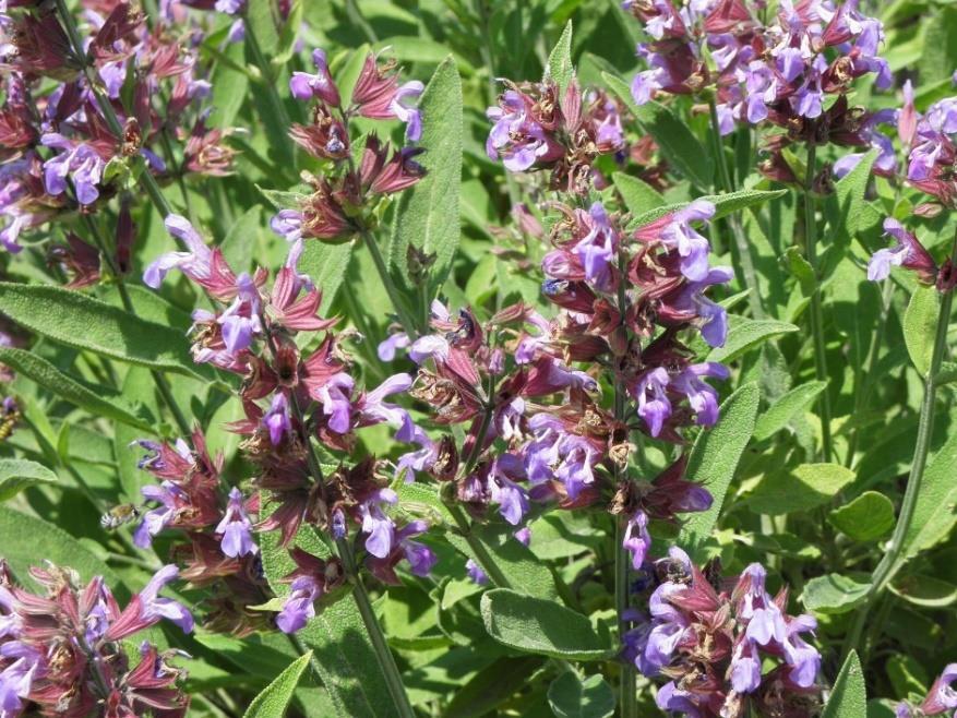 Εικόνα 19: Salvia officinalis 