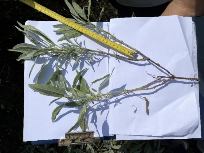 Για κάθε ομάδα φυτών λήφθηκαν μετρήσεις αναφορικά με: το μήκος του ελάσματος των φύλλων (Εικόνα 26) το πλάτος του ελάσματος των φύλλων το μήκος των μη ξυλοποιημένων βλαστών (Εικόνα 27) Εικόνα 26:
