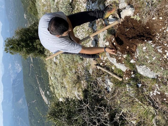 Αρχικά το φυτικό υλικό απλώθηκε στους πάγκους του εργαστηρίου (Εικόνα 30), με σκοπό την αποξήρανση του, σε συνθήκες καλού αερισμού στο χώρο του εργαστηρίου.