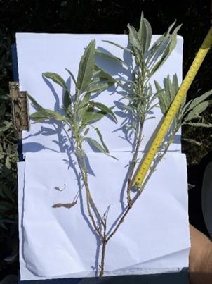 φύλλα με λοβούς(eικόνα 40)και(Eικόνα 41), 3 η ομάδα:φυτά με μακριά φύλλα χωρίς