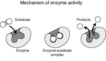κατάλυση λαμβάνει χώρα σε μια ιδιαίτερη περιοχή του ενζύμου το