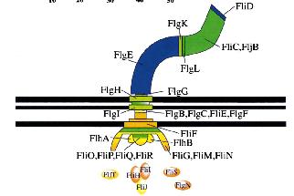 ΕΙΣΑΓΩΓΗ 10 FliQ και FliR (29).