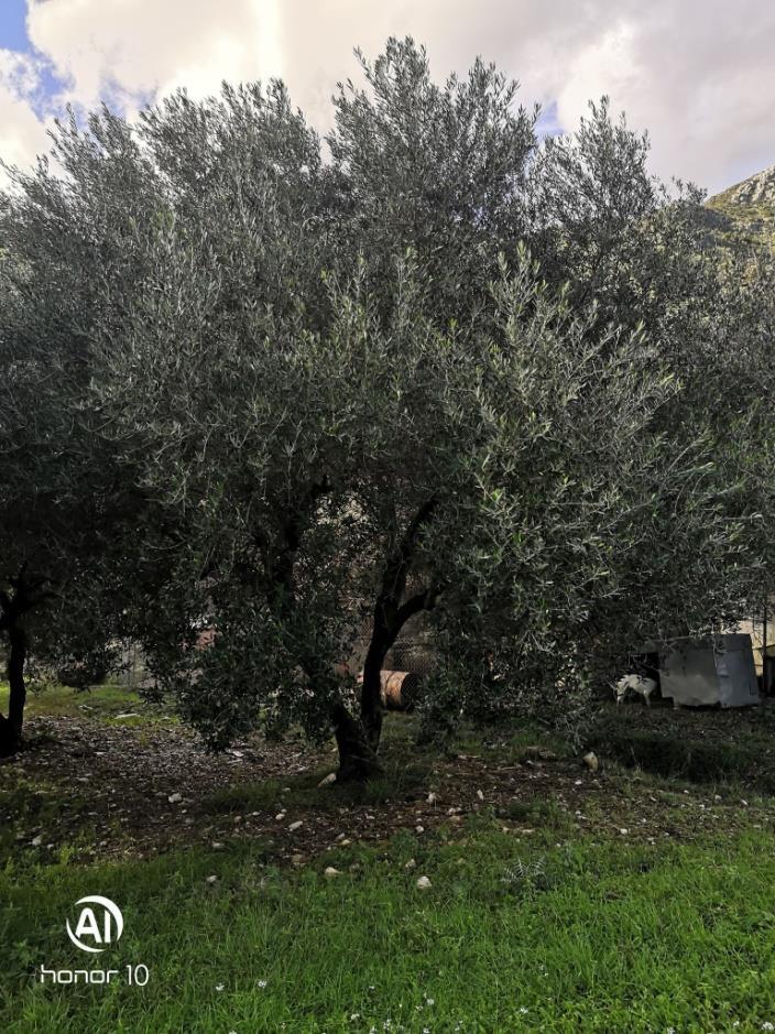 Στην παρούσα διπλωματική εργασία μελετήθηκε η αντιοξειδωτική δράση των φύλλων ελιάς δυο διαφορετικών ποικιλιών από την περιοχή της Λευκάδας.