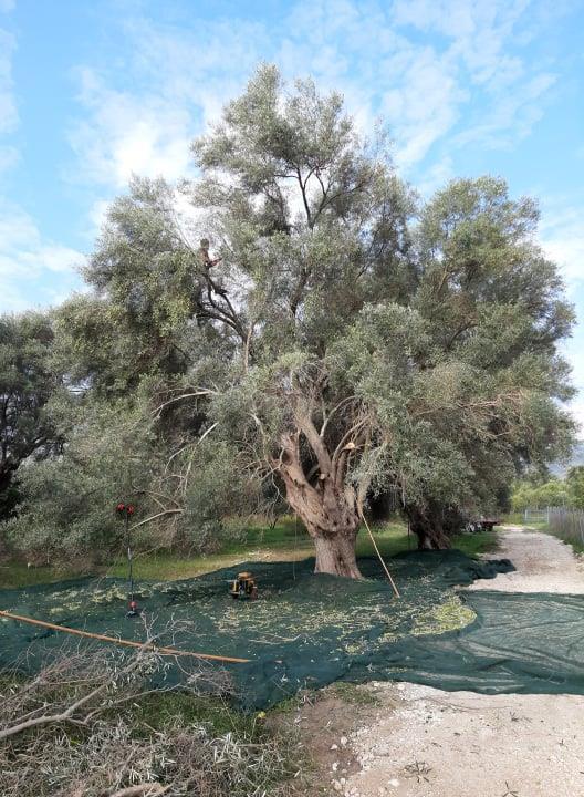 17 μετρά.η απόδοση της στην παράγωγη ελαιολάδου κυμαίνεται στο 18-25 % το όποιο είναι εκλεκτικό ελαιόλαδο αφού έχει εξαιρετική οσμή, και λαμπερό πράσινο χρώμα.