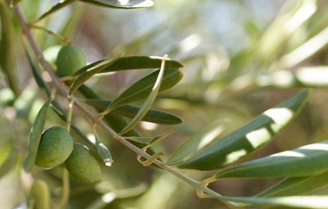 Αρκετές από τις επιδράσεις των φύλλων της ελιάς στον οργανισμό είναι : Αποτοξινώνουν Έχουν αντιοξειδωτική δράση Προστατεύουν από τους ιούς και τα βακτήρια ( Αντιμικροβιακή δράση ) Ελαττώνουν την