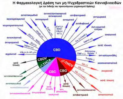 Πρόσφατες επιστημονικές μελέτες (πανεπιστήμιο της Οξφόρδης) ανακάλυψαν ότι οι βιταμίνες Β6, Β9, Β12 μπορεί να μειώσουν κατά πολύ τα επίπεδα ομοκυστείνης.