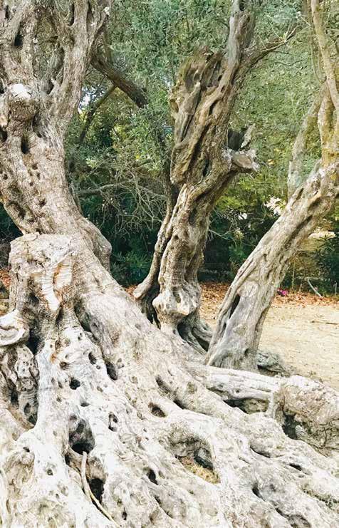 Promotion of the ancient olive tree of Naxos as the Oldest Olive tree In the world and as a world cradle of domestication of the olive tree Skarkos Maria, Diamantakos Panagiotis, Melliou Eleni,