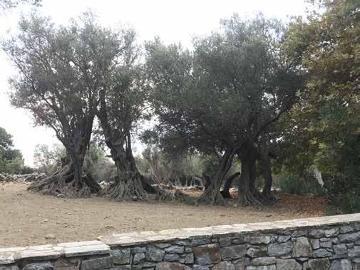 of Olives in Greece In antiquity.