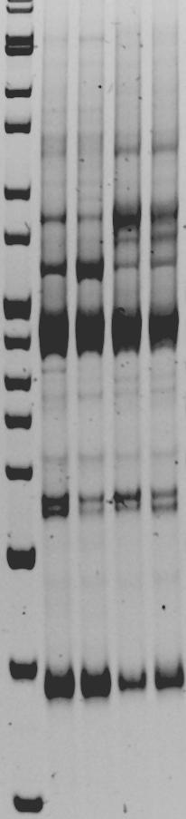 2 (+) 1 (+) 2 (+) 3 ( ) 4 (+) 5 (+) 6 ( ) Εικόνα 4.2. L A B Γ Δ Προφίλ των προϊόντων RAP-PCR όπως αναλύθηκαν σε πηκτή πολυακρυλαμιδίου (4%, w/v) από καλλιέργειες λογαριθμικής φάσης του Lb.