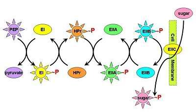 της μεμβράνης, το ένζυμο II (ΕΙΙ) που μεταφέρει το σάκχαρο εντός του κυττάρου και την περμεάση του σακχάρου που καταλύει τις αντιδράσεις μεταφοράς.