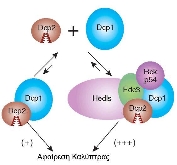 αμινοξέων στη μία πλευρά του μορίου, το οποίο αποτελεί πιθανή θέση αλληλεπίδρασης με την πρωτεΐνη DCP2.