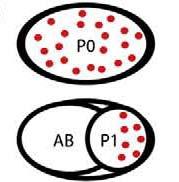 Π(Gallo et al., 2008). Τα κοκκία αυτά κατανέμονται ισομερώς κατά τις πρώτες κυτταρικές διαιρέσεις, αλλά στρατολογούν διαφορετικά συστατικά στα σωματικά έναντι των γαμετικών βλαστομερών.