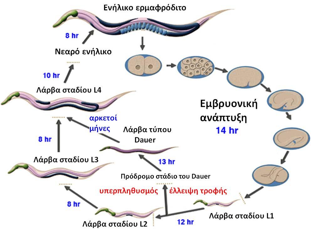 1.1. Ο νηματώδης C. elegans Ο Caenorhabditis elegans ανήκει στο ζωικό φύλο των νηματώδων.