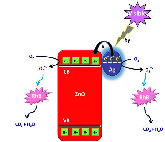 (Εικόνα 2.3). Εικόνα 2.3: Φωτοκαταλυτικός μηχανισμός του Ag-ZnO νανοσύνθετου υλικού για την αποδόμηση της ροδαμίνης Β υπό την επίδραση ηλιακής ακτινοβολίας [2].